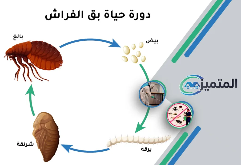 أرخص شركات مكافحة بق الفراش بحفر الباطن | مكافحة البق | رش البق بحفر الباطن | ابادة البق بحفر الباطن | البق، العث، بق الفراش، حشرة الفراش، عثة الفراش