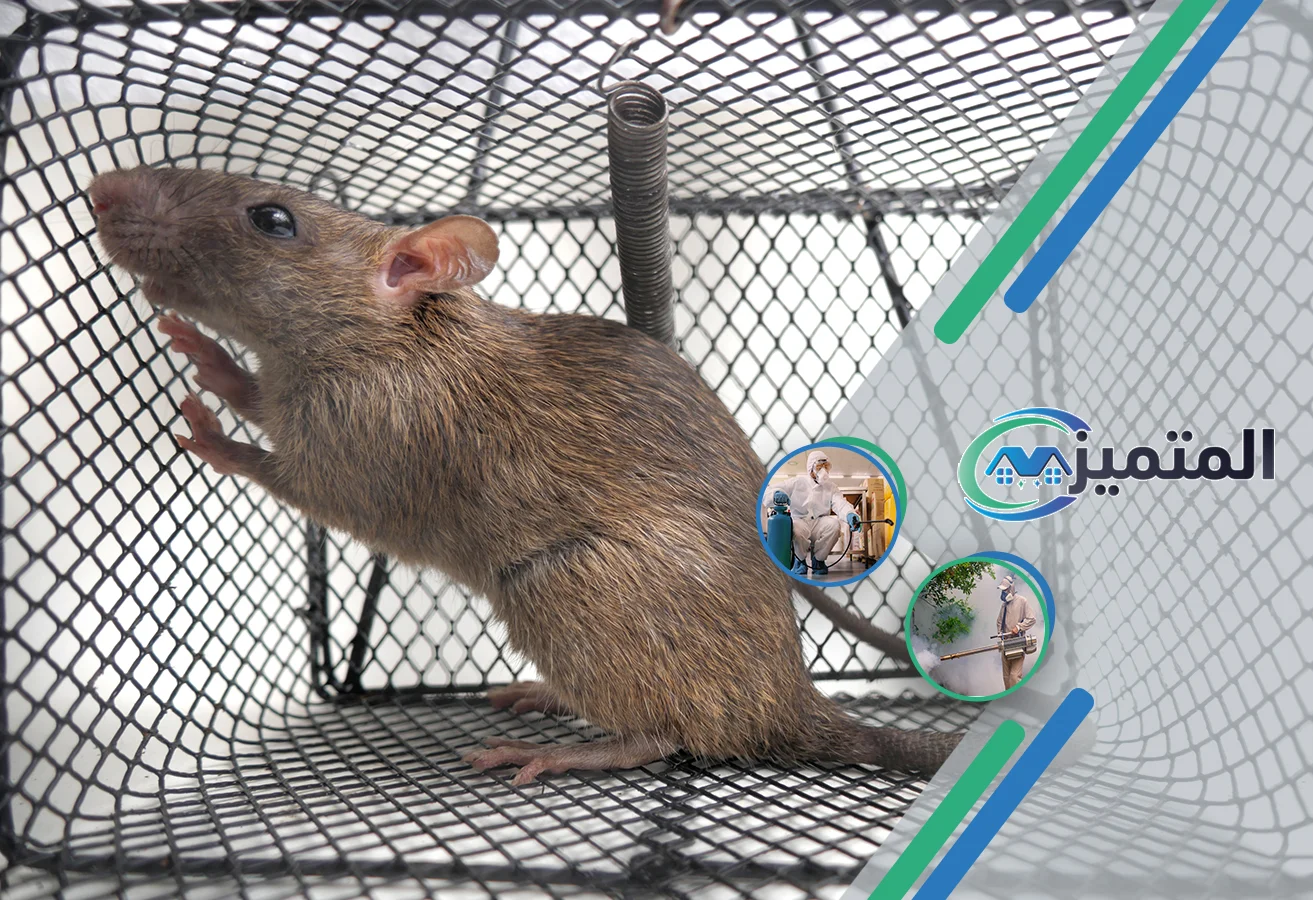 أرخص شركات مكافحة فئران بالقيصومة | قتل الفئران في القيصومة | محاربة الفئران في القيصومة | صيد الفئران في القيصومة