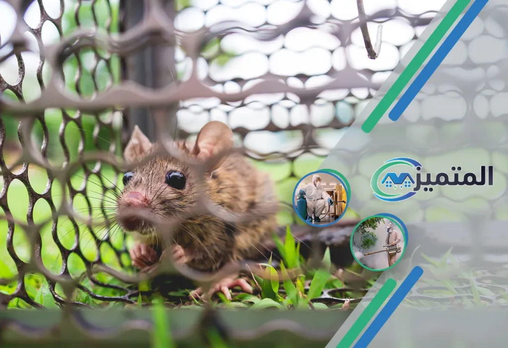 مكافحة فئران بحفر الباطن | 0539177195 | خصم 30% 6 Rat control company in Hafar Al Batin 3 1